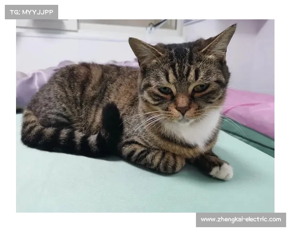 戴资颖晒宠物猫咪萌照引发粉丝热议 网友纷纷留言互动